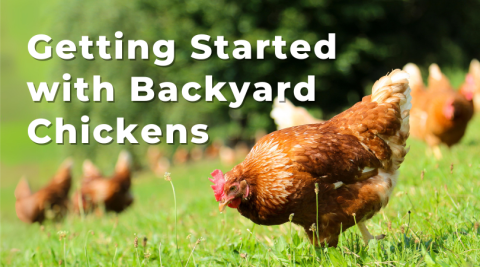 Getting Started with Backyard Chickens