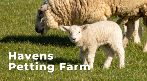 Havens Petting Farm