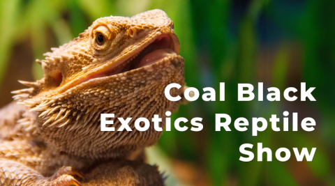 Coal Black Exotics Reptile Show