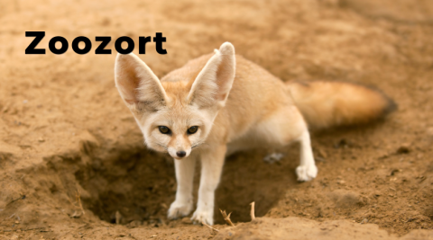 Zoozort