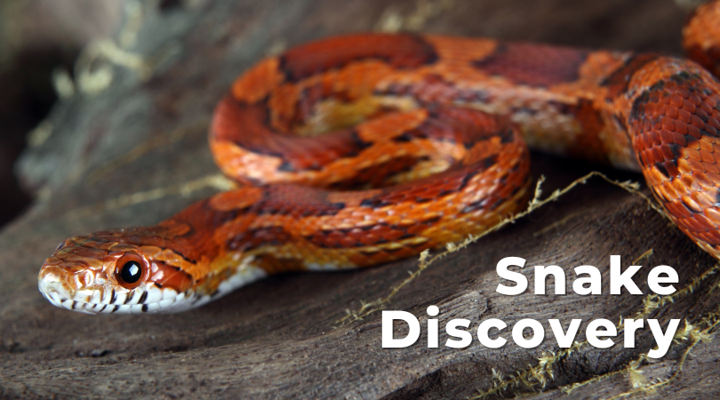 Snake Discovery